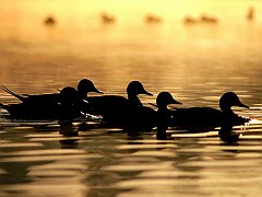Floating With The Flock